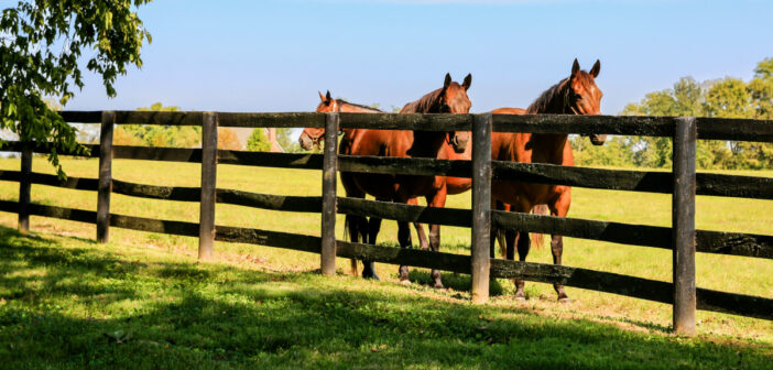 أنواع الأسوار لمراعي الخيول