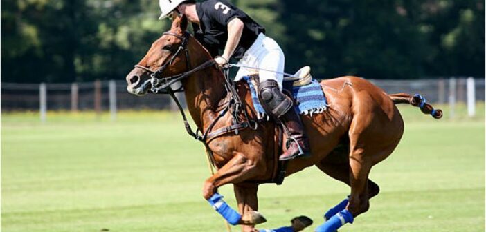 The Basic Rules of Polo Saddlery Fitting