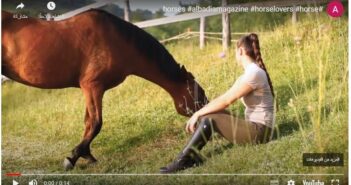 How to Determine Lameness in a Horse
