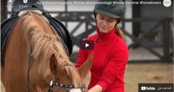 How do you prepare a horse for a ride?