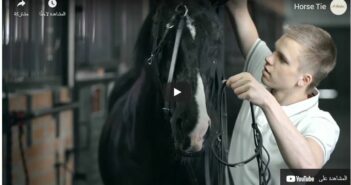 How and Where to Tie a Horse
