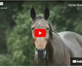 How to Determine Lameness in a Horse