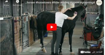 Tips To Groom your Horse