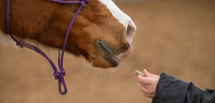 Unlocking the Equine Digestive System: How Horses Process Food