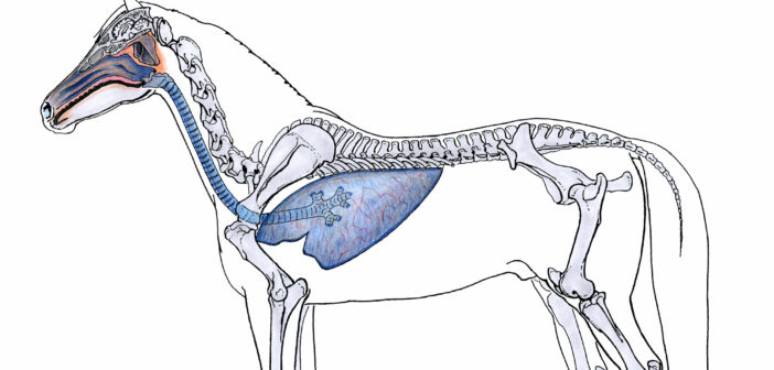 Equine Anatomy and Physiology: Understanding Your Partner