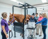 Modern Techniques in Veterinary Horse Care