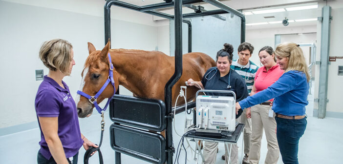 Modern Techniques in Veterinary Horse Care