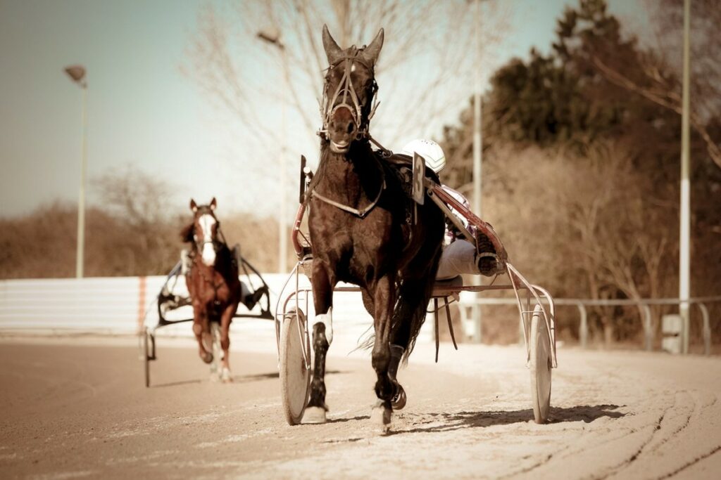 Harness Racing — Al Badia Magazine Feature — Tradition, Speed & Skill ...